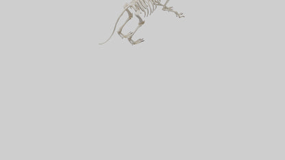 Tasmanian Devil Skeleton model 3D model