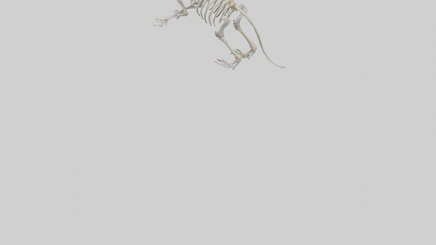 Tasmanian Devil Skeleton model 3D model