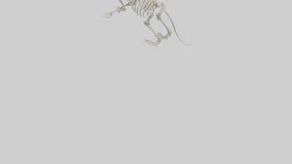 Tasmanian Devil Skeleton model 3D model