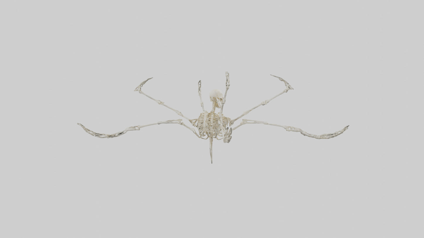 Tetrabrachion Skeleton model 3D model