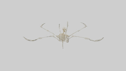 Tetrabrachion Skeleton model 3D model