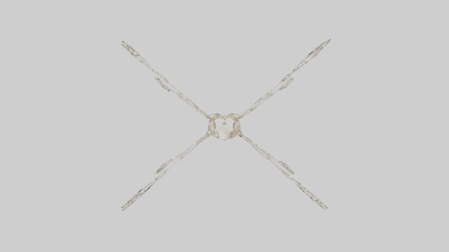 Tetrabrachion Skeleton model 3D model