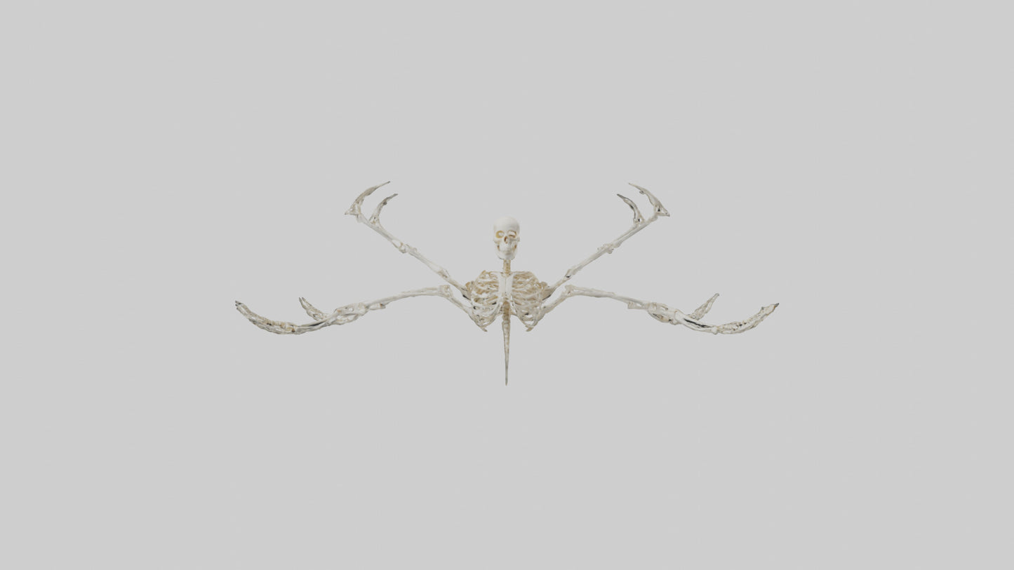 Tetrabrachion Skeleton model 3D model