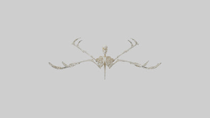 Tetrabrachion Skeleton model 3D model