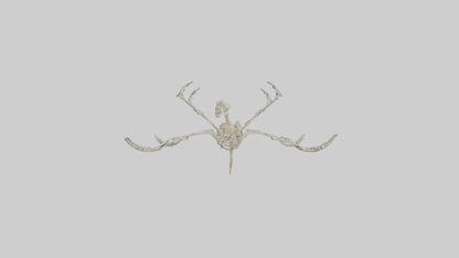 Tetrabrachion Skeleton model 3D model