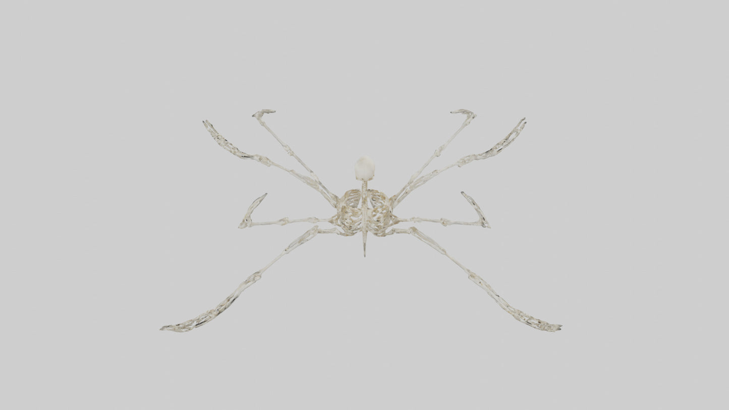 Tetrabrachion Skeleton model 3D model