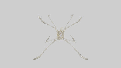 Tetrabrachion Skeleton model 3D model