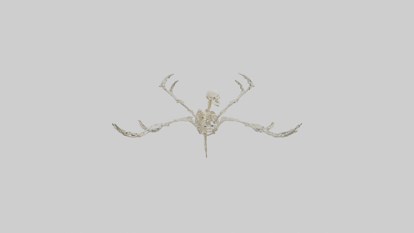Tetrabrachion Skeleton model 3D model