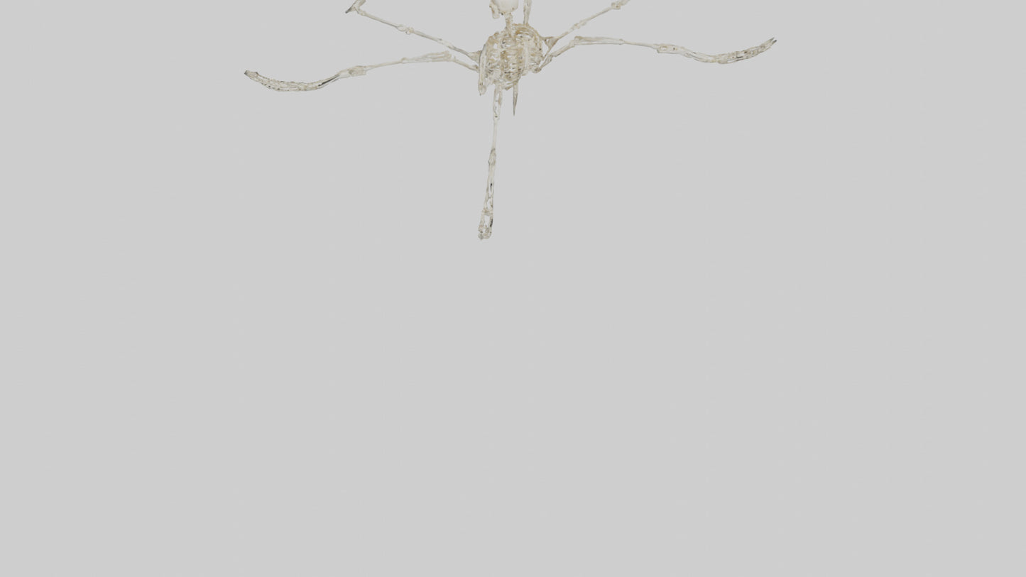Tetrabrachion Skeleton model 3D model