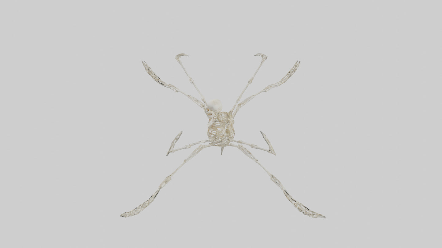 Tetrabrachion Skeleton model 3D model