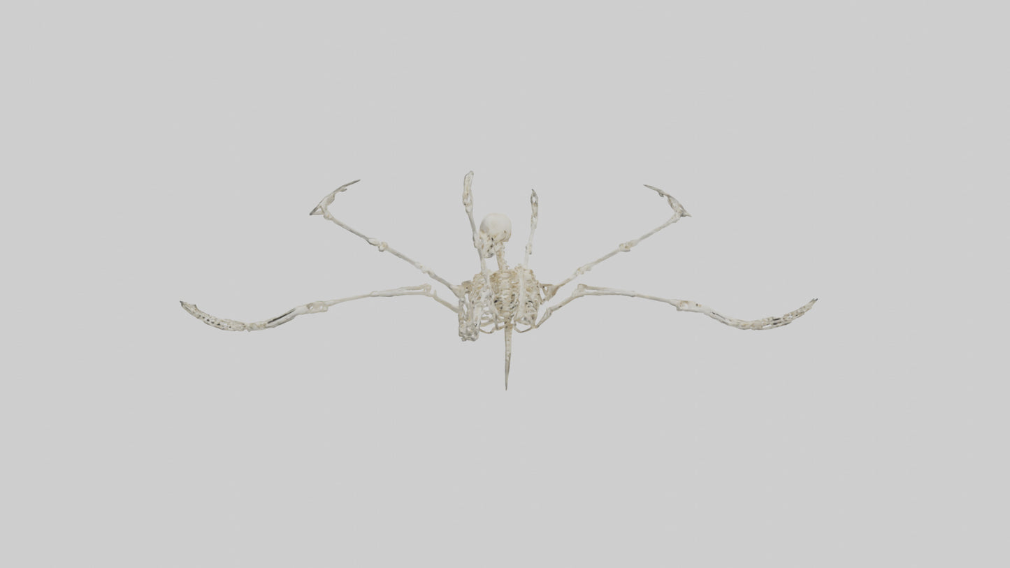 Tetrabrachion Skeleton model 3D model