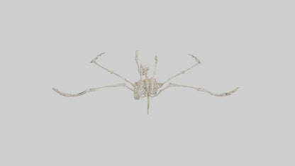 Tetrabrachion Skeleton model 3D model