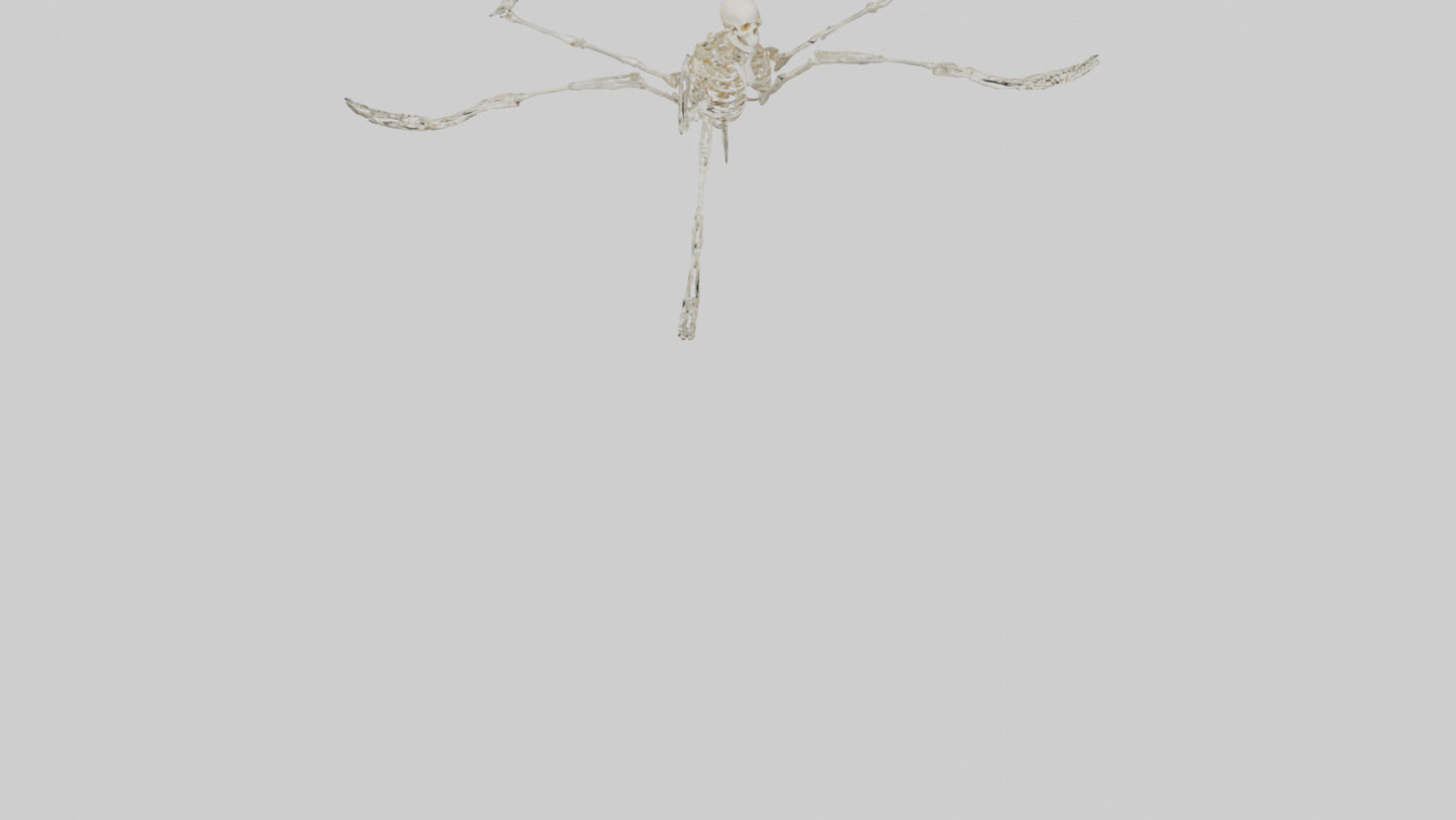 Tetrabrachion Skeleton model 3D model