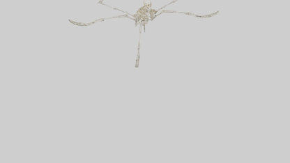Tetrabrachion Skeleton model 3D model