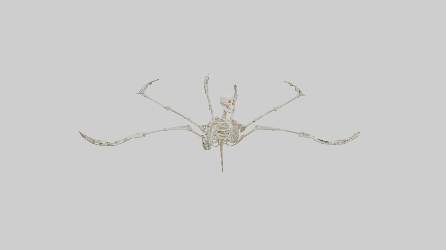 Tetrabrachion Skeleton model 3D model