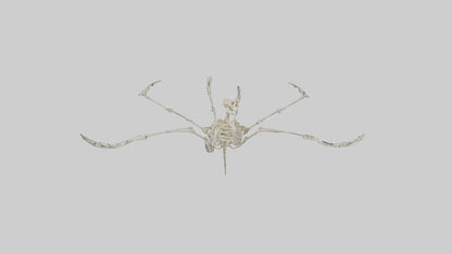 Tetrabrachion Skeleton model 3D model