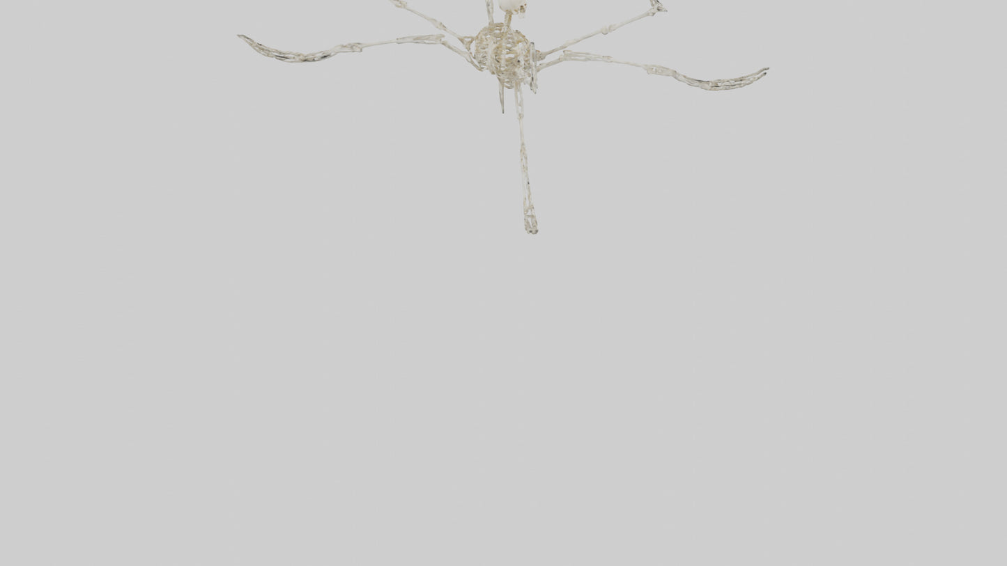 Tetrabrachion Skeleton model 3D model