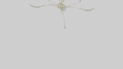 Tetrabrachion Skeleton model 3D model