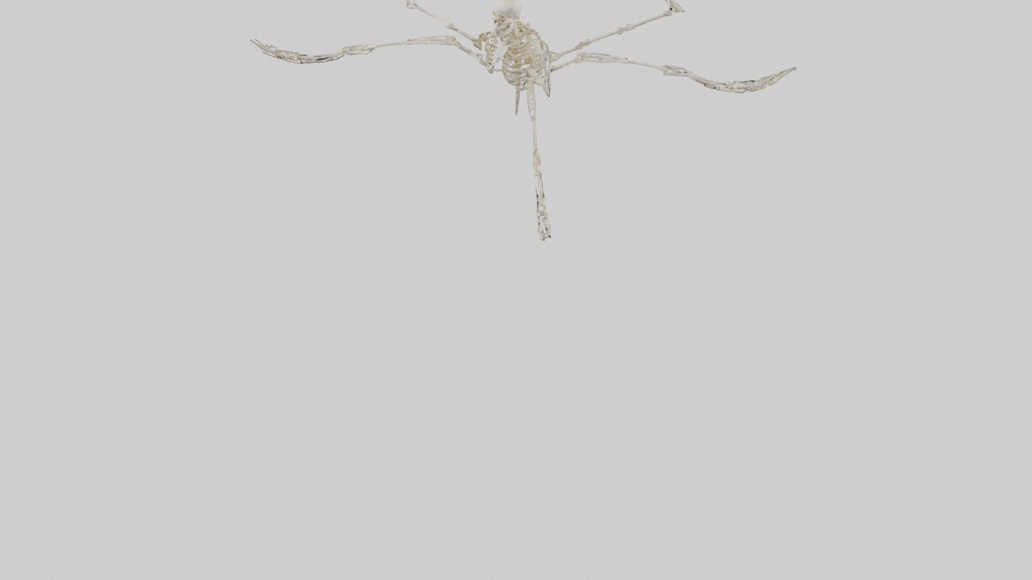 Tetrabrachion Skeleton model 3D model