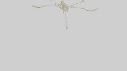 Tetrabrachion Skeleton model 3D model