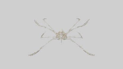 Tetrabrachion Skeleton model 3D model