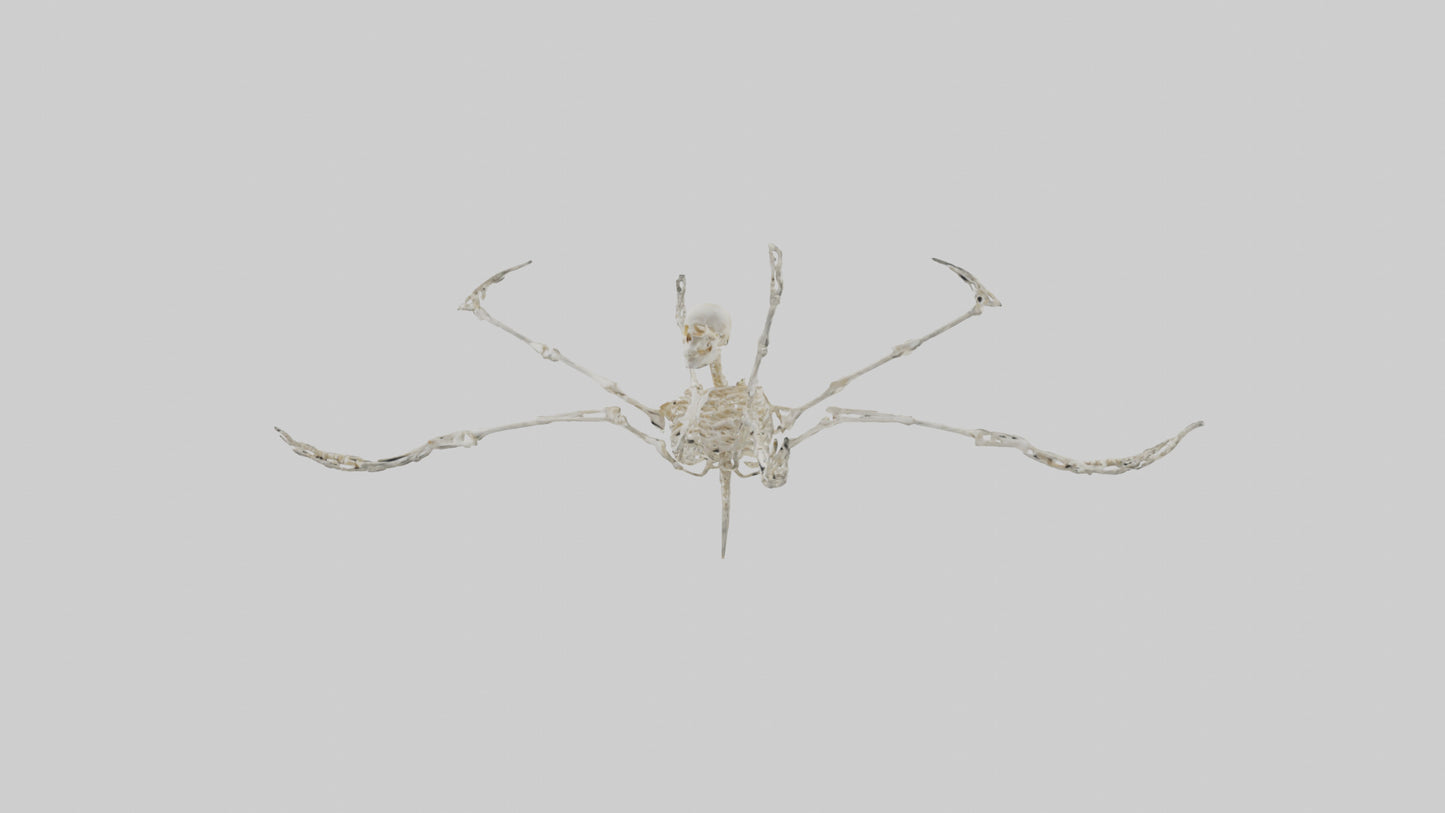 Tetrabrachion Skeleton model 3D model