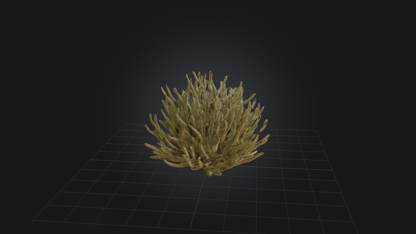3D model Thorny Bush Model VR / AR / low-poly