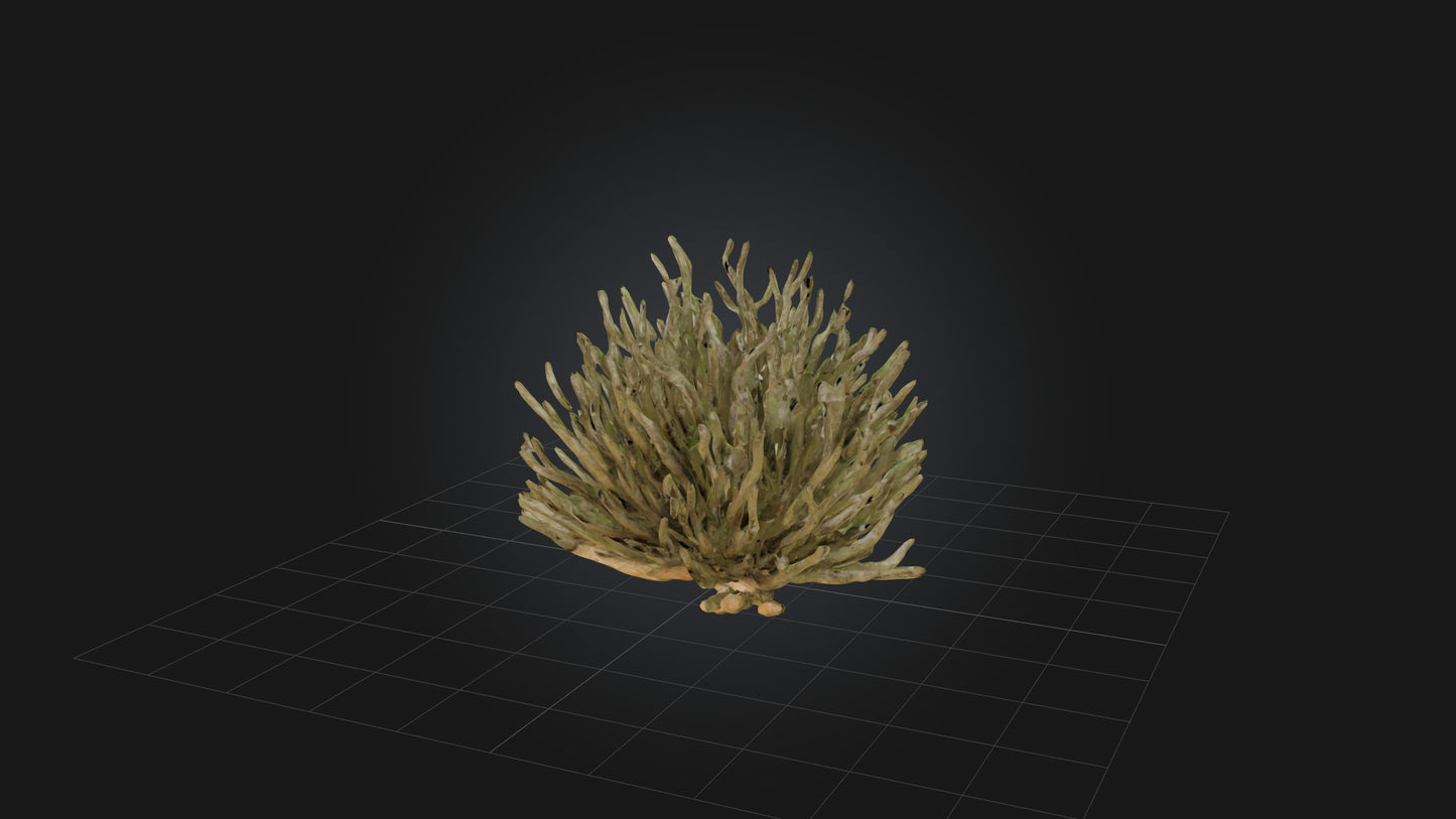 3D model Thorny Bush Model VR / AR / low-poly