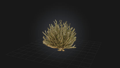 3D model Thorny Bush Model VR / AR / low-poly
