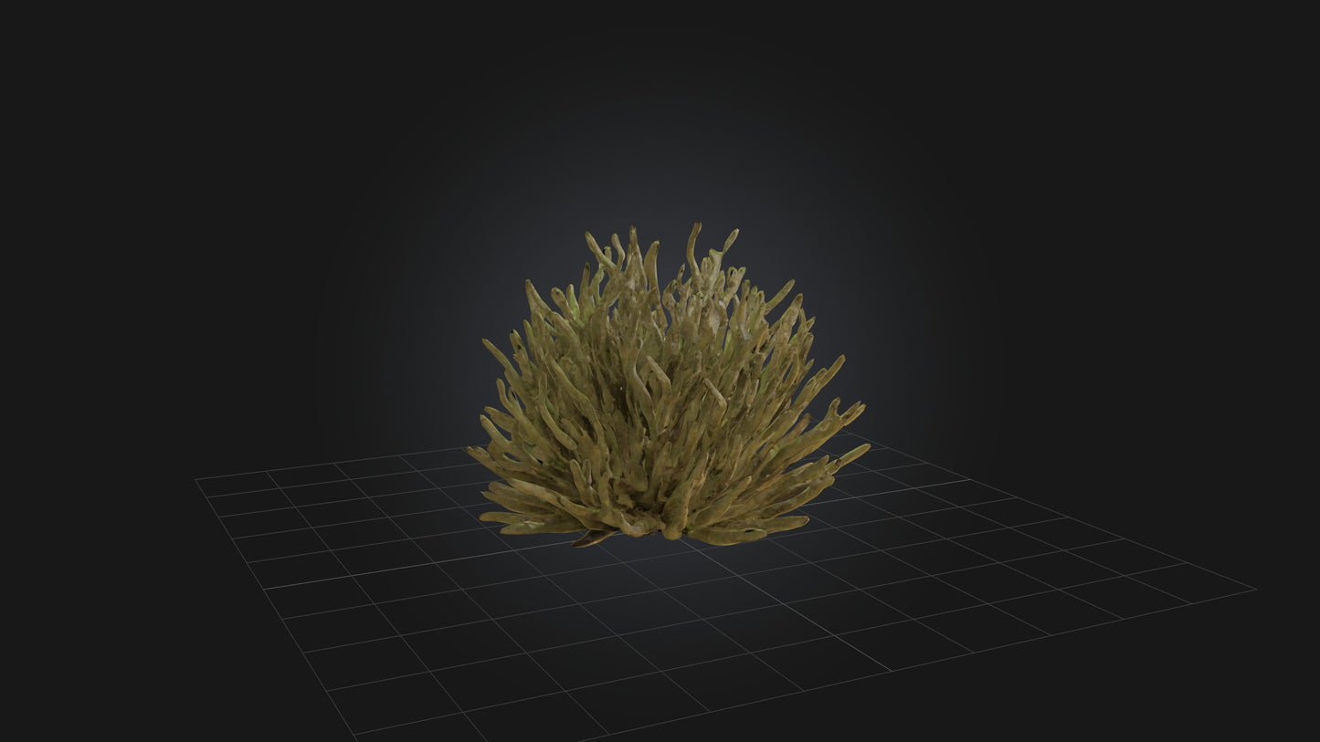 3D model Thorny Bush Model VR / AR / low-poly