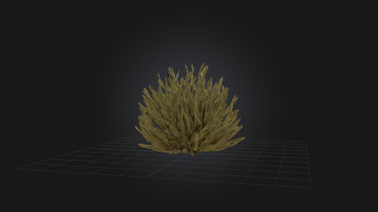 3D model Thorny Bush Model VR / AR / low-poly