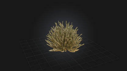 3D model Thorny Bush Model VR / AR / low-poly