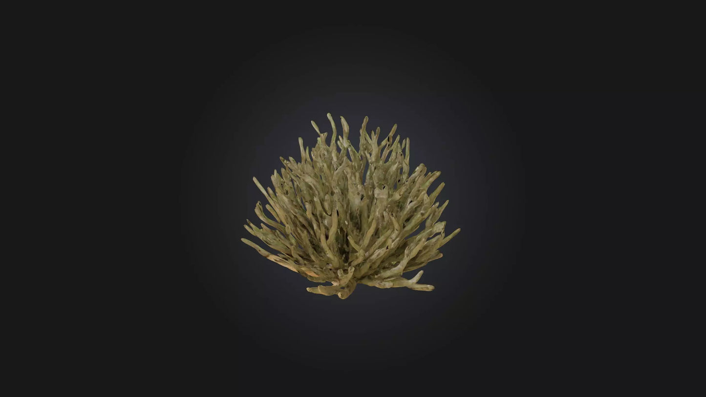 3D model Thorny Bush Model VR / AR / low-poly