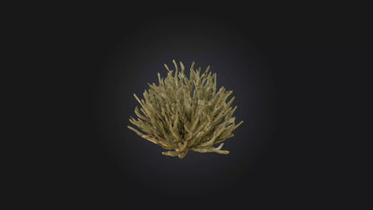 3D model Thorny Bush Model VR / AR / low-poly