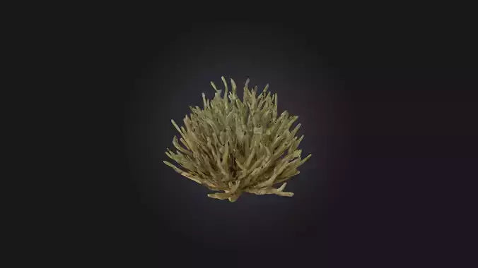 3D model Thorny Bush Model VR / AR / low-poly
