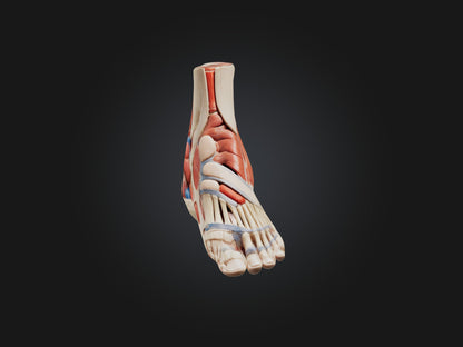 Tibialis Anterior Muscle Model 3D model