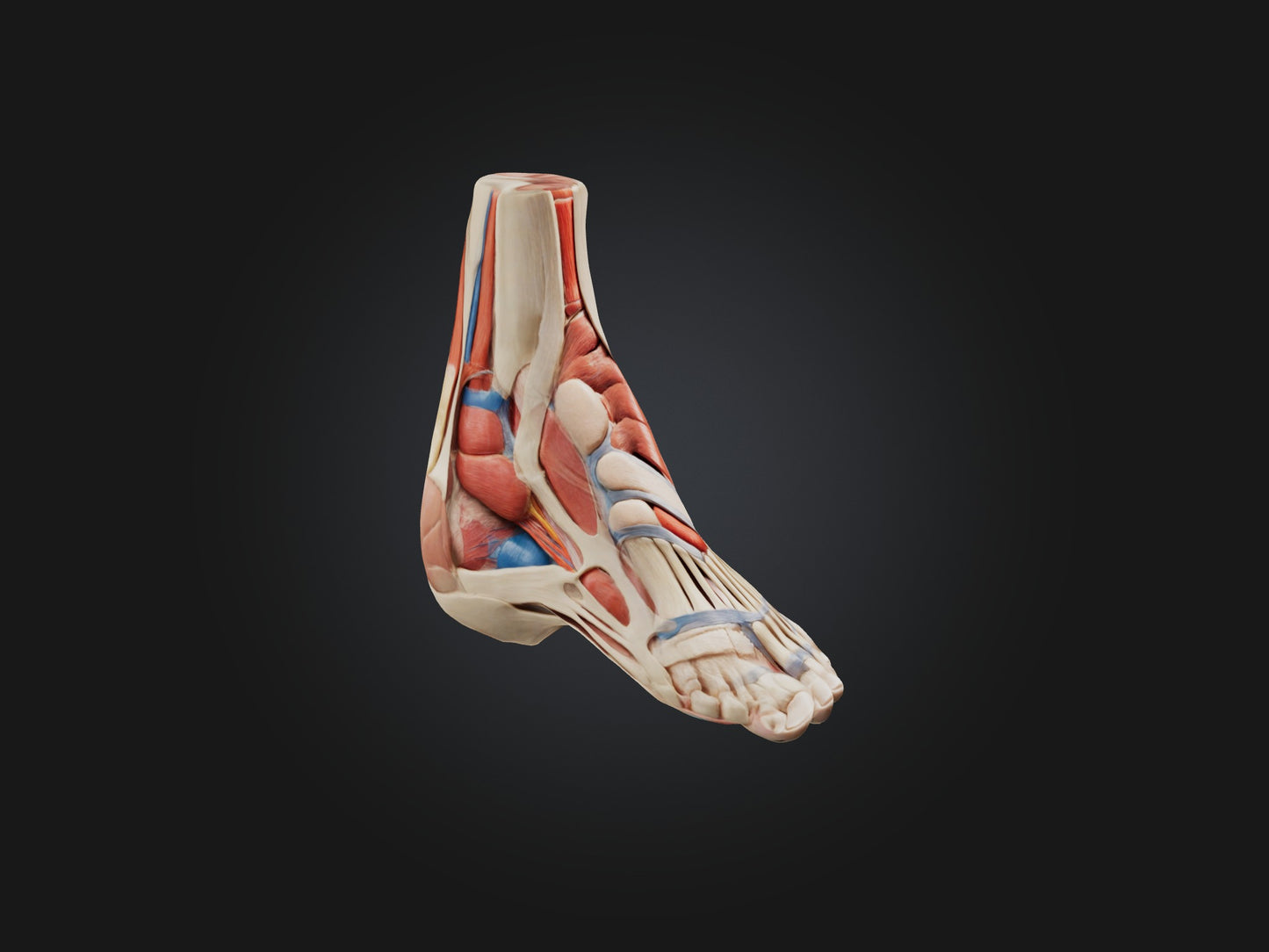 Tibialis Anterior Muscle Model 3D model