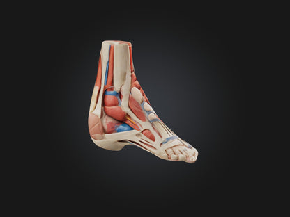 Tibialis Anterior Muscle Model 3D model