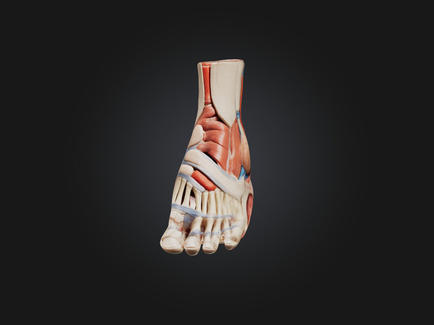 Tibialis Anterior Muscle Model 3D model