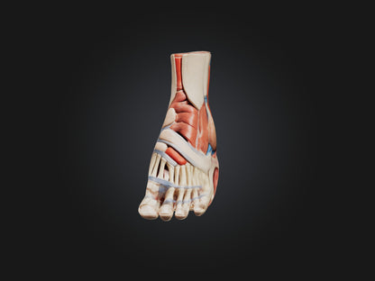 Tibialis Anterior Muscle Model 3D model