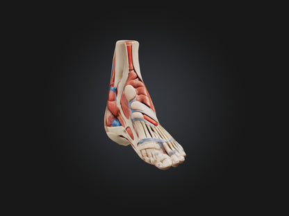 Tibialis Anterior Muscle Model 3D model