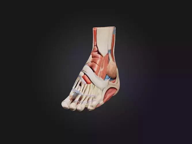 Tibialis Anterior Muscle Model 3D model