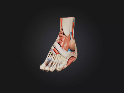 Tibialis Anterior Muscle Model 3D model