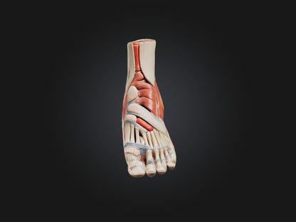 Tibialis Anterior Muscle Model 3D model
