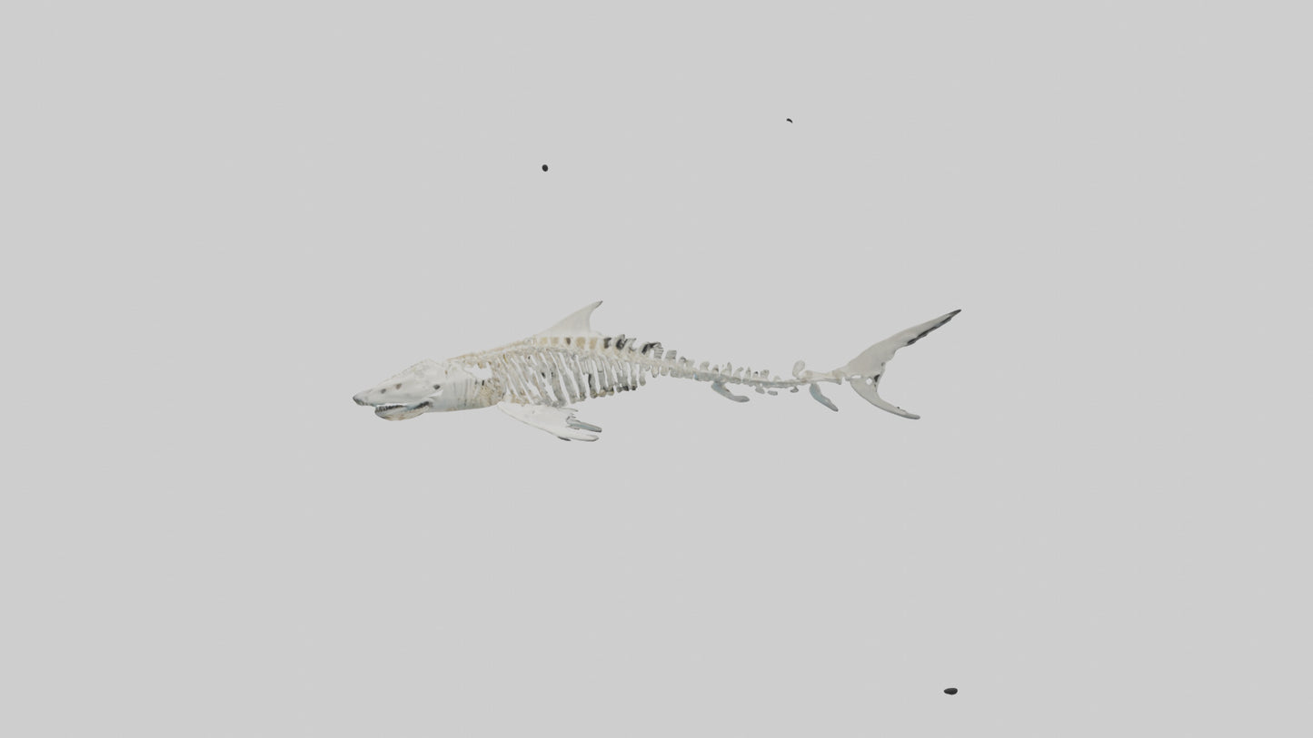 Tiger Shark Skeleton model 3D model