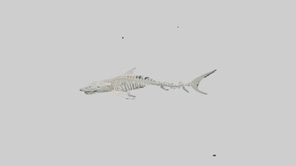 Tiger Shark Skeleton model 3D model