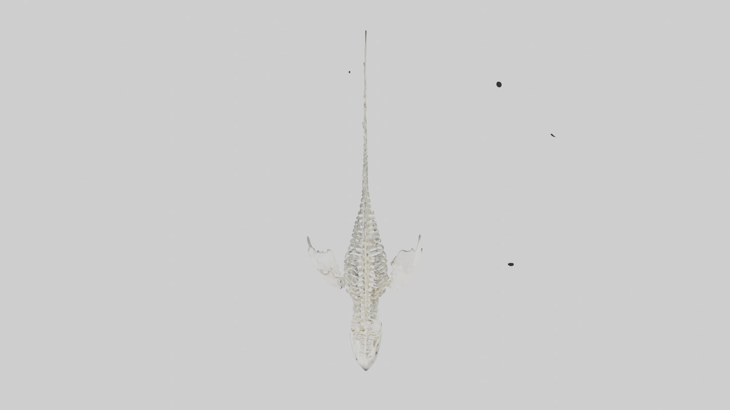 Tiger Shark Skeleton model 3D model