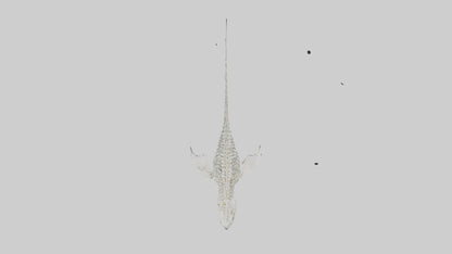 Tiger Shark Skeleton model 3D model