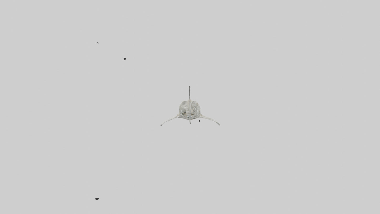 Tiger Shark Skeleton model 3D model