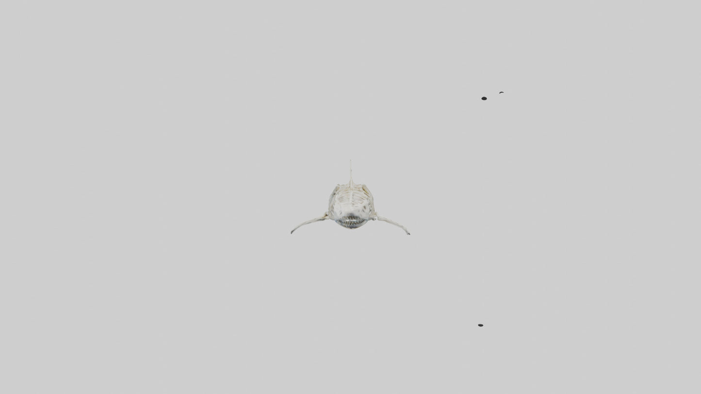 Tiger Shark Skeleton model 3D model